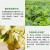 zhongyigounongziジョルク25 g/リットビル殺虫剤茶小青葉セミシラミ茶スケール虫茶殺虫剤1000 ml/瓶
