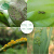 zhongbao(ZhB)阿楽泰稲のシラミの実の野草アブラムシ殺虫剤の農薬25%ピオロ100 g*20本