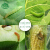 zhongbao甲アミノビ菌素甲维塩山菜々果物花通用バイオリン型杀虫剤50袋