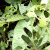 野菜殺虫剤無公害植物青菜月季茉莉草除草葉蜂青虫通用300 ml