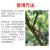 dafengshu聡緑の果実ハエの餌剤は、果実やハエを駆除し、葉や害虫殺虫剤80 ml*1本を駆除します。