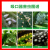 zhongbao 33%螺旋虫エミルミミミミ専用农薬杀虫剤200 g
